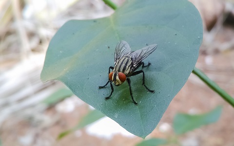 Las moscas pueden transmitir a los humanos diversas bacterias patÃ³genas